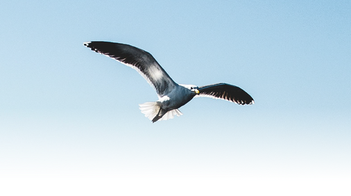 A bird soaring in the clear blue sky