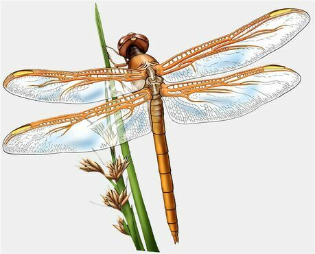 Drawing of a Dragonfly