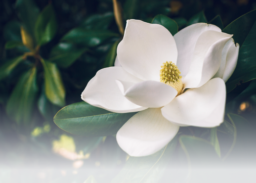 Close-up of a white magnolia flower