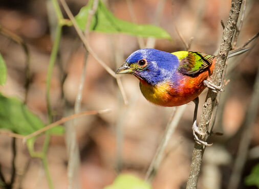 A photo of a male, painted bunting bird 