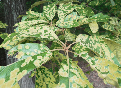 Plant with yellow spots on its leaves