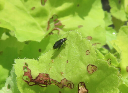Insect on a leaf with brown spots