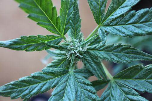 Photo of cannabis