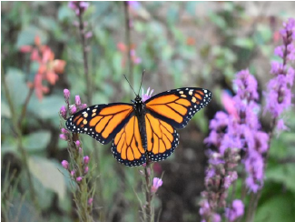 Photo of a Monarch butterfly on a flower in a garden